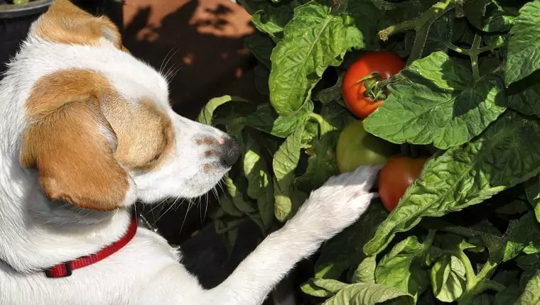 Kunnen honden tomaten eten? Wat zijn de voordelen van tomaten voor honden?
