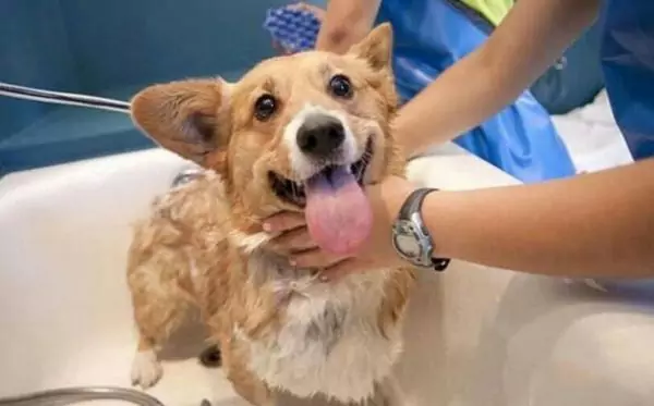 Kunnen honden in bad?